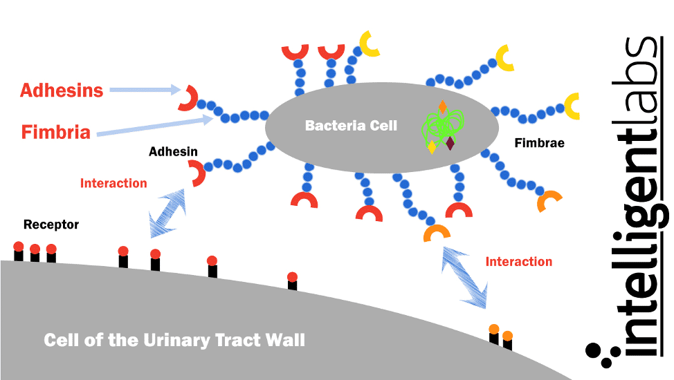 In che modo l’E. coli causa le UTI