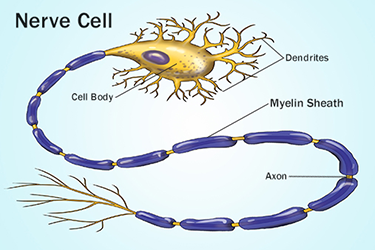 Cellula nervosa